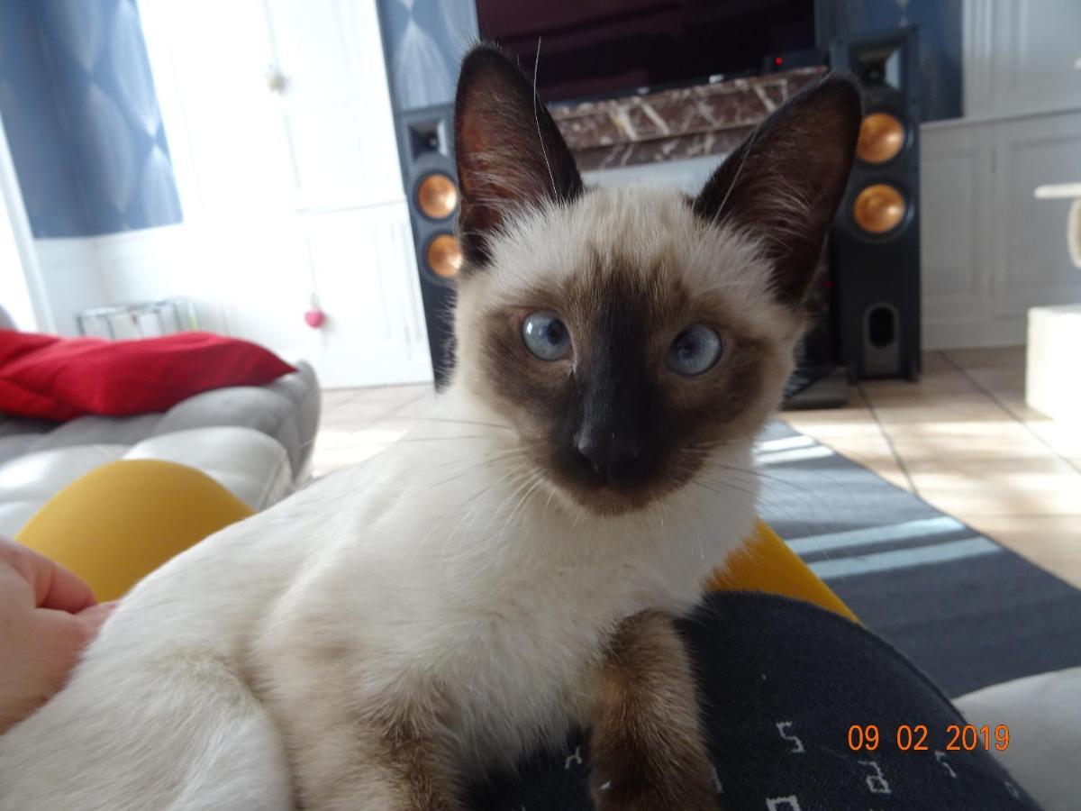 La Ferme Aux Chats Formigny エクステリア 写真