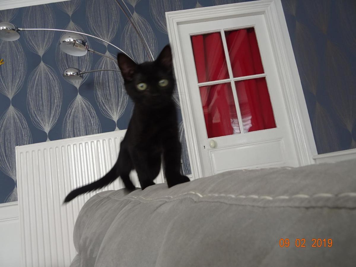 La Ferme Aux Chats Formigny エクステリア 写真